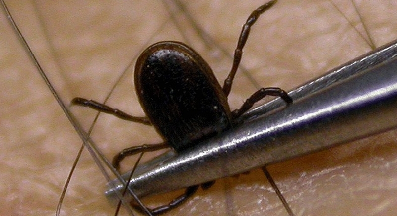 Pericolul din iarbă! Suspiciuni de boală Lyme în Argeș…