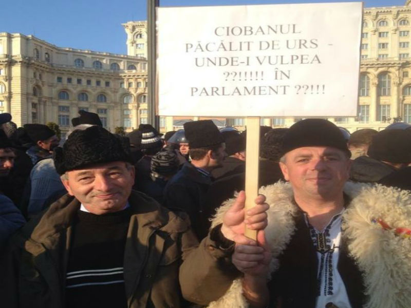 150 de ciobani din Corbi în frunte cu primarul şi-au apărat drepturile la Bucureşti