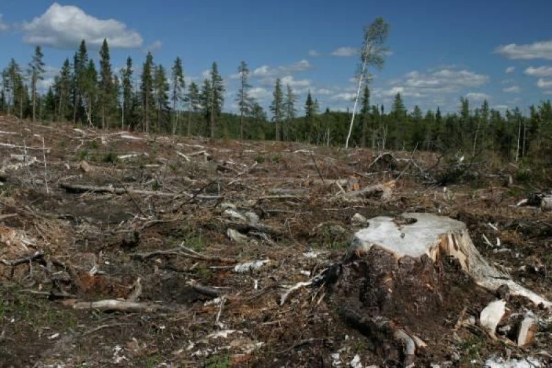 LEREŞTI: Jandarmii au prins trei bărbaţi care tăiau ilegal arbori!
