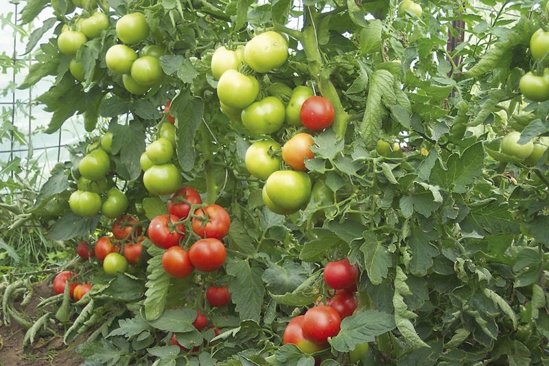 Întâlnire importantă cu producătorii argeșeni de legume din câmp și spații protejate