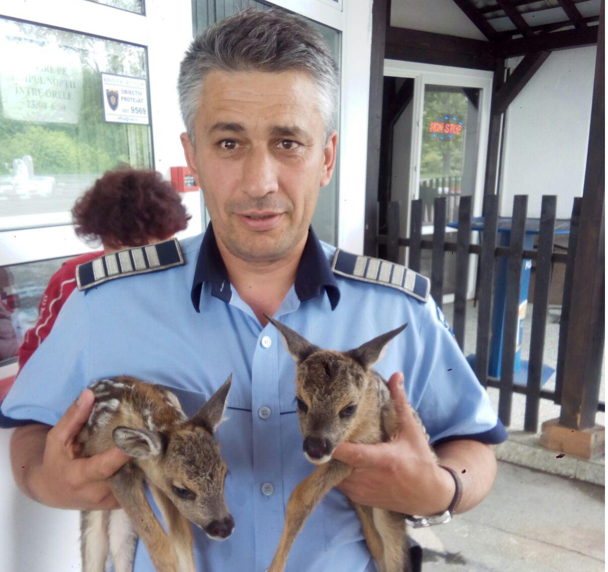 Doi pui de căprioară au fost salvaţi de un poliţist!
