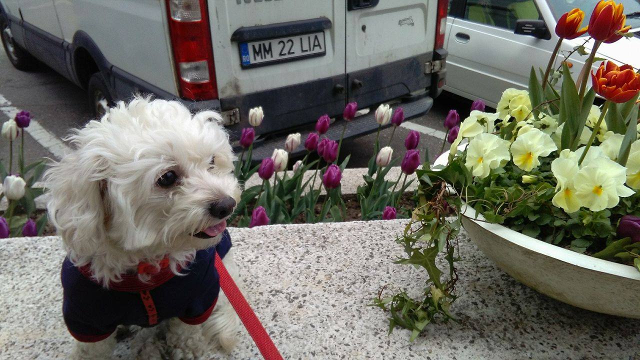„Doriţi să trăiţi mai mult? Atunci, luaţi-vă un câine”, susţine un studiu recent al suedezilor