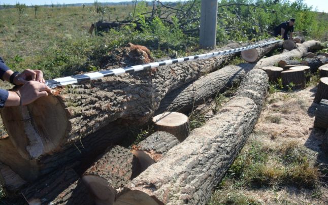 Activităţi de combatere a delictelor silvice întreprinse de poliţiştii din Stâlpeni!