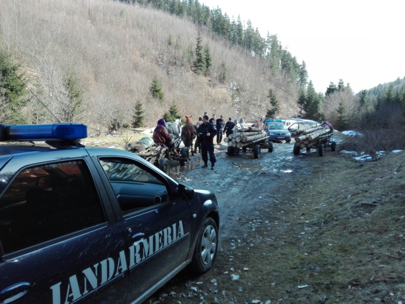 VIDEO: Acţiune a jandarmilor musceleni pentru prevenirea şi combaterea furtului de material lemnos!