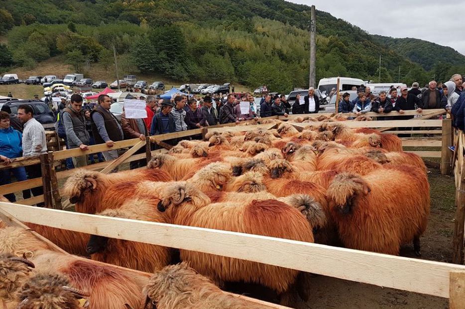 “Alege Oaia!” Campania va fi promovată şi în Argeş!
