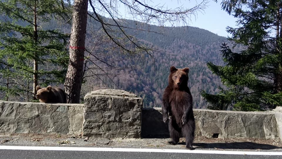 Un pui de urs s-a plimbat pașnic prin curtea unui liceu din Câmpulung!