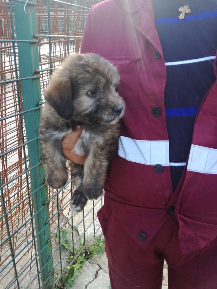 MIOVENI: Adoptă un animal abandonat și vei câștiga un prieten loial pe viață!