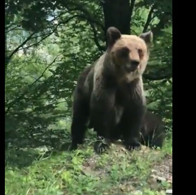 La Voina, urşii se plimbă pe același traseu ca al turiștilor! VIDEO