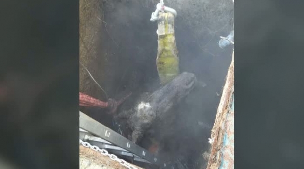 Cal căzut într-un canal din Lerești, salvat de pompieri