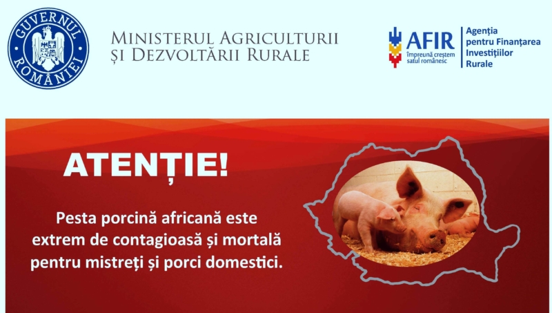 ATENȚIE! Acestea sunt obligațiile ce revin crescătorilor de porcine