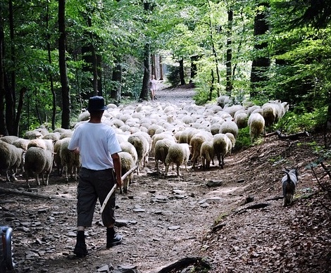 Cioban bătut foaia fagului în pădure!