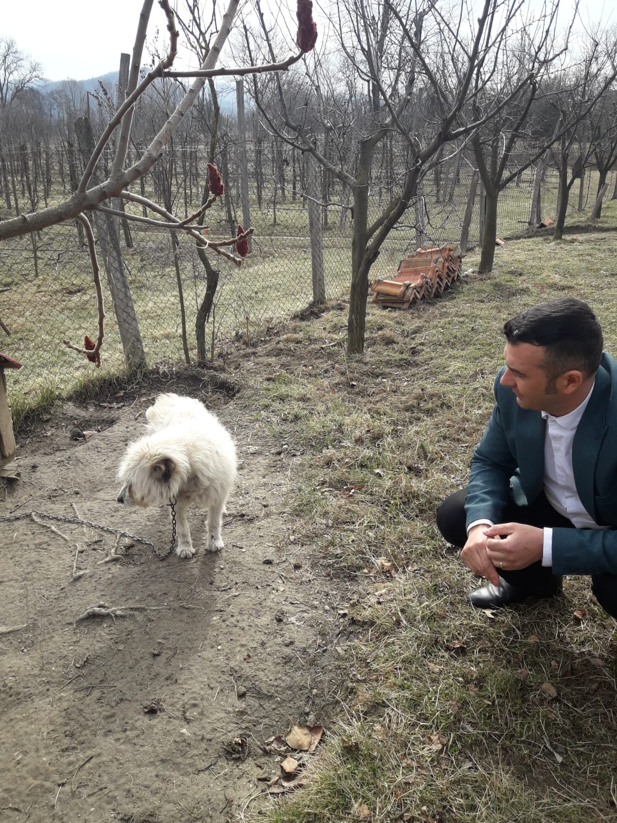 Viceprimarul din Vlădeşti a târât un câine după maşină! Cum şi-a justificat gestul…
