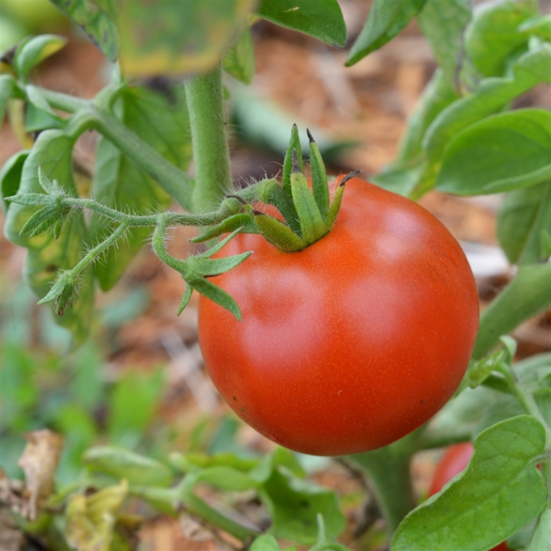 Start la înscrierile în programul de tomate