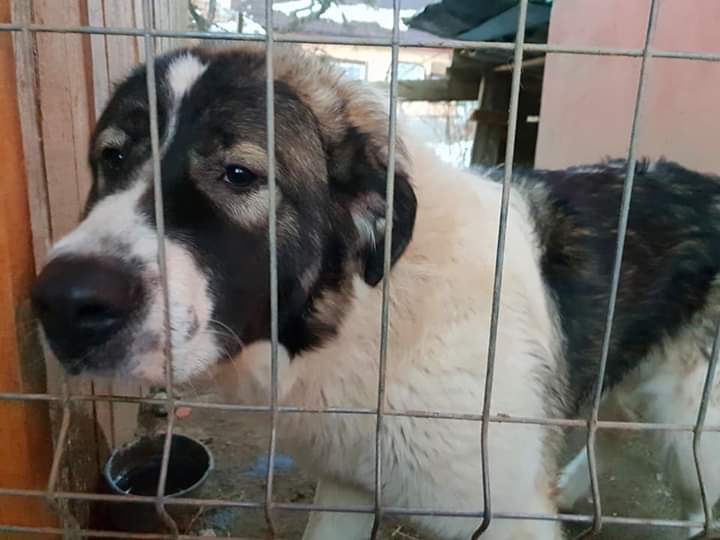Max a fost furat! Haideţi să îl ajutăm să se întoarcă acasă!