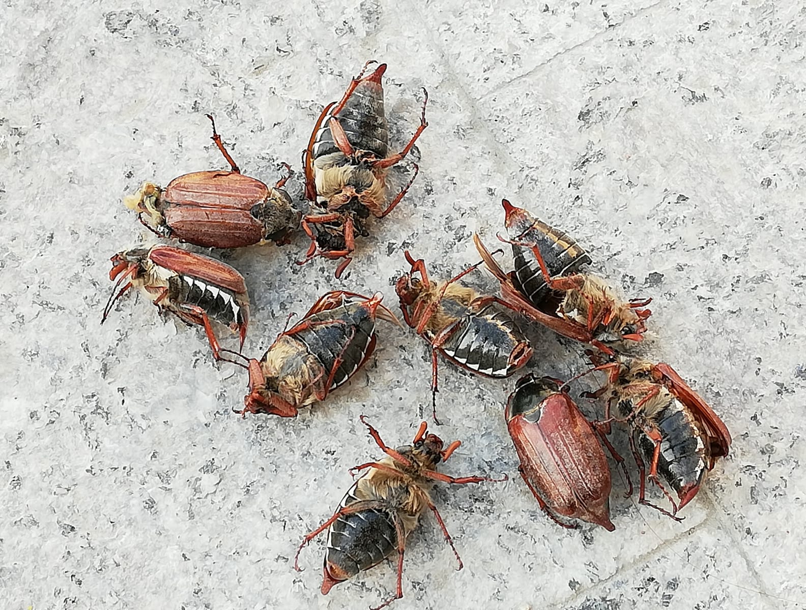 Invazie de cărăbuși în Câmpulung!