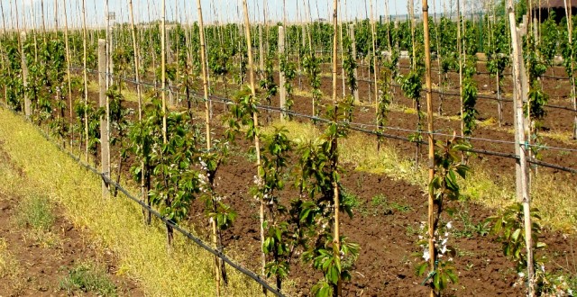 Doar 9 autorizații de plantare pomi fructiferi și arbuşti fructiferi în Argeș