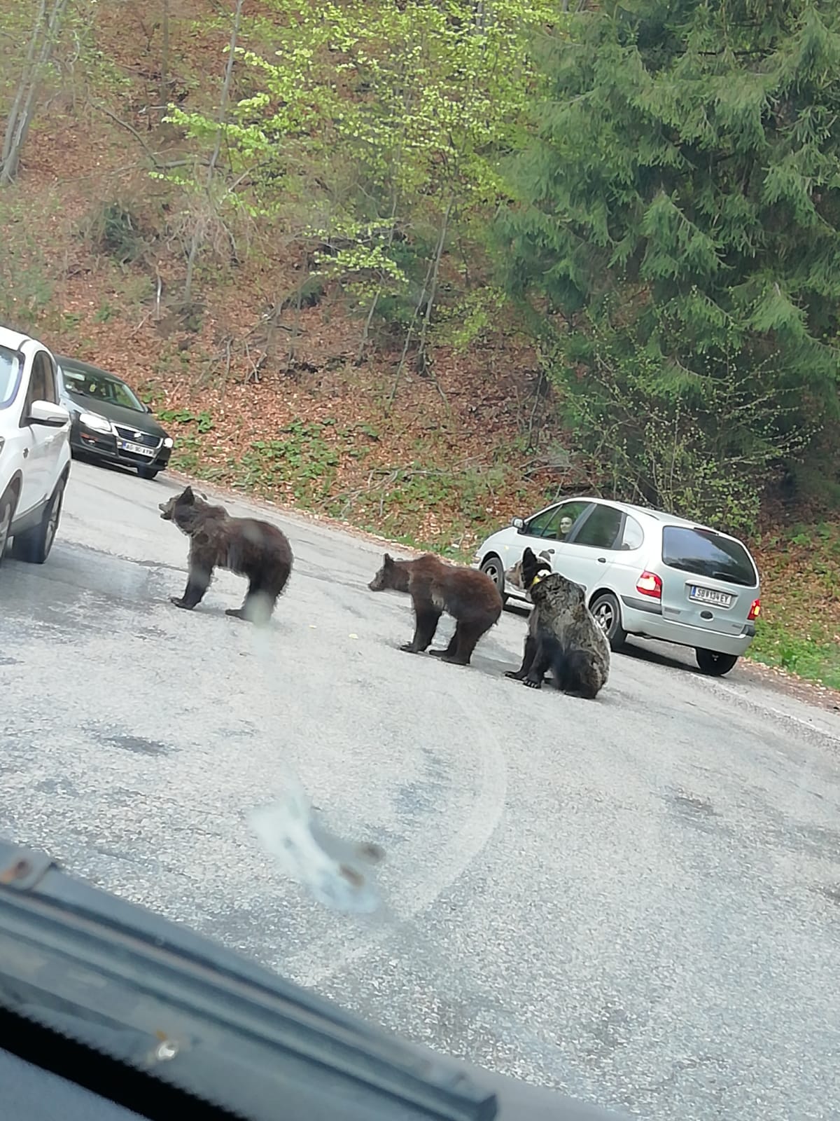VIDEO: Hai să nu mai semnăm ordinul de moarte, animalelor sălbatice!