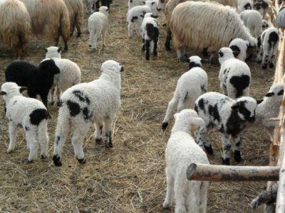 Unui măţăuan i-au fost furate mioarele în Săptămâna Patimilor!
