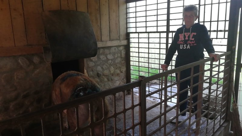 La Schitu Golești ursul a intrat în cotețul porcului!