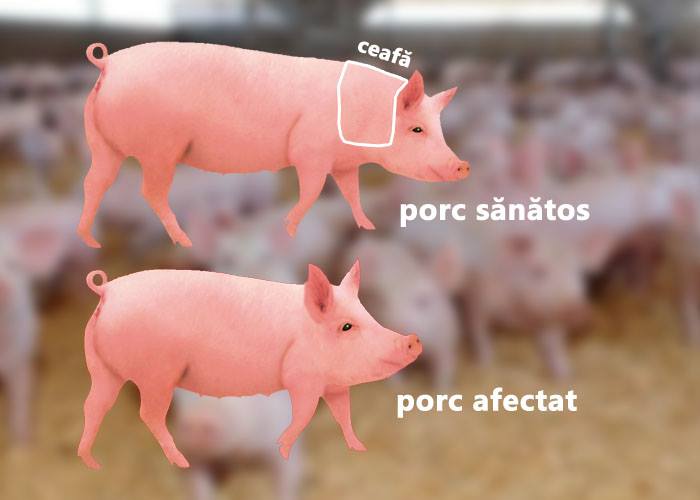 Alte trei cazuri de pestă porcină depistate în Argeș!