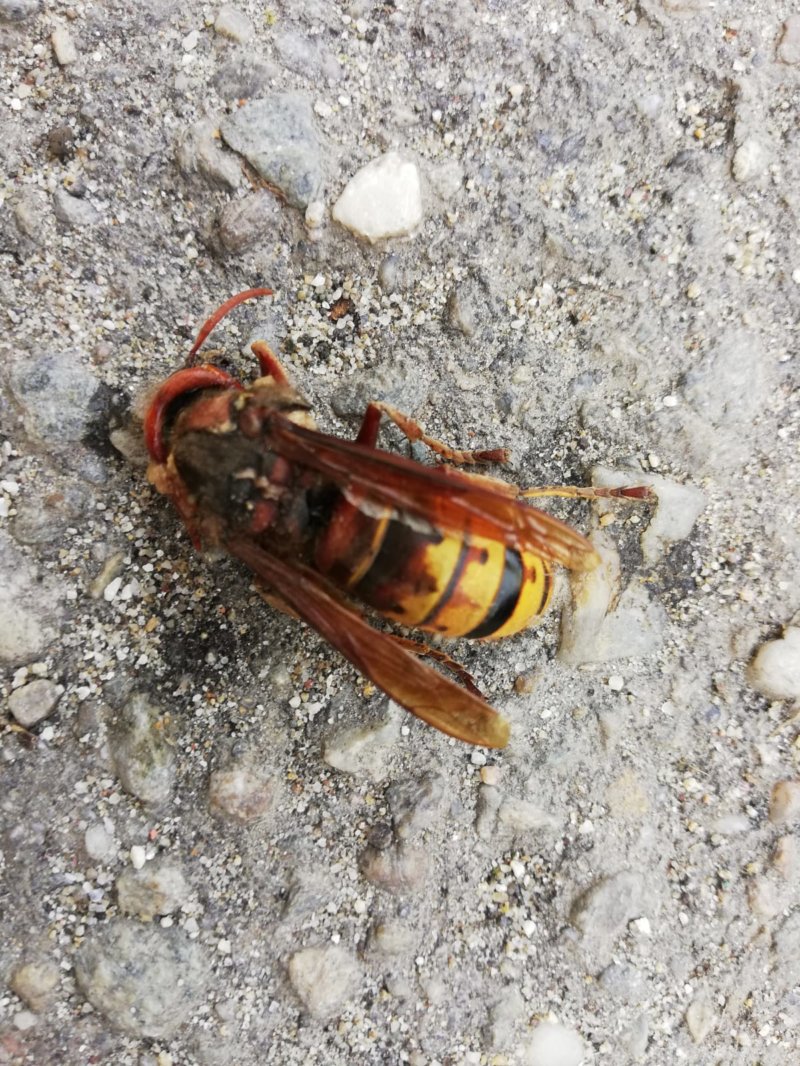 Viespile Gigant Au Invadat Campulungul Ziarul Din Muscel