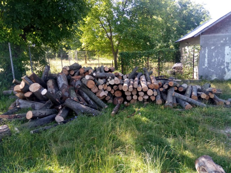 Activităţi de combatere a delictelor silvice