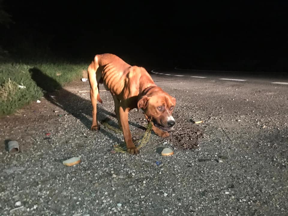 Câine de rasă abandonat pe dealul Mateiașului!