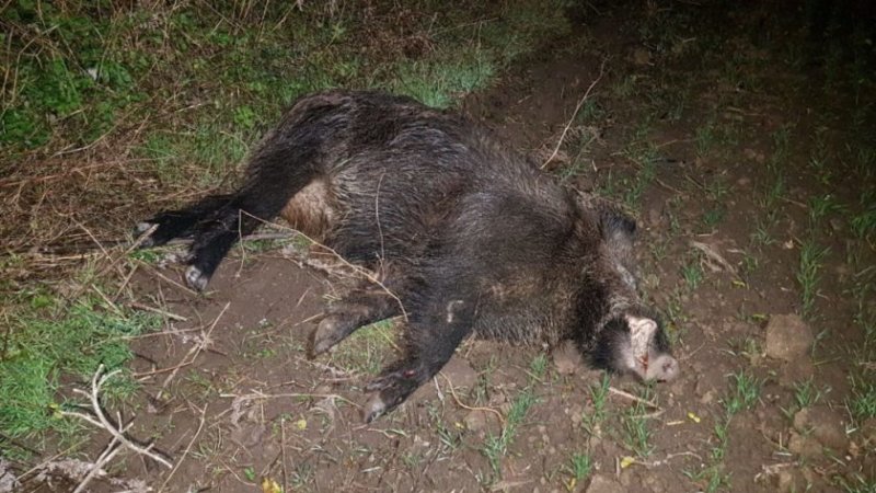Cadavru de porc mistreţ descoperit într-o pădure din Mihăeşti cu pestă porcină