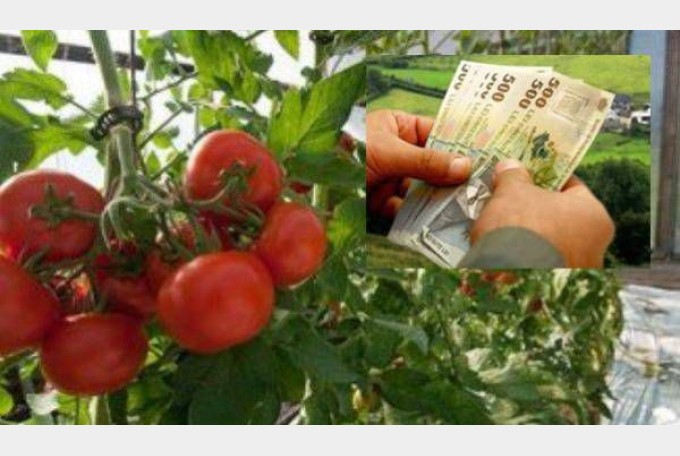 27 de fermieri argeșeni beneficiari ai programului de tomate