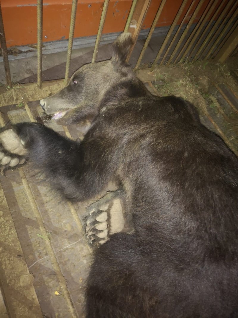 A fost relocat ursul care a făcut pagube la Rucăr