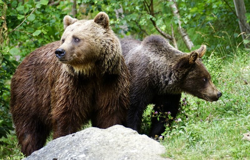Urșii au dat iama în animalele rucărenilor!
