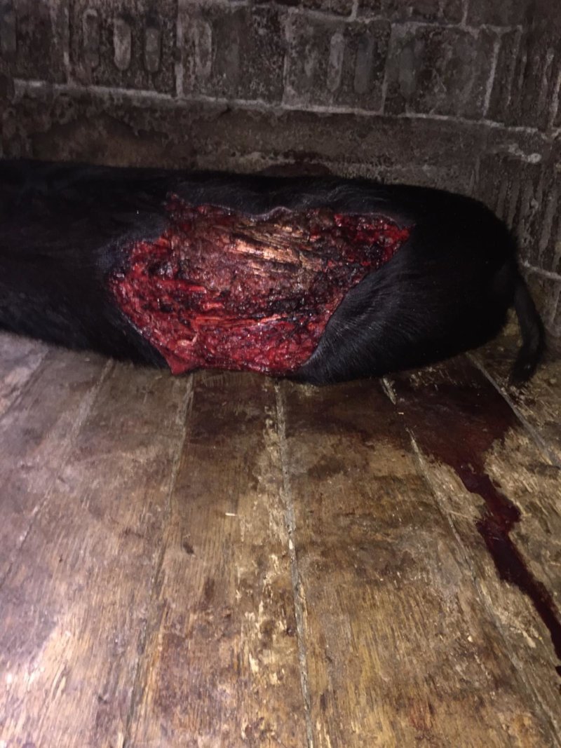 Doi porci în agonie, autorităţile de la Piteşti dorm în bocanci!
