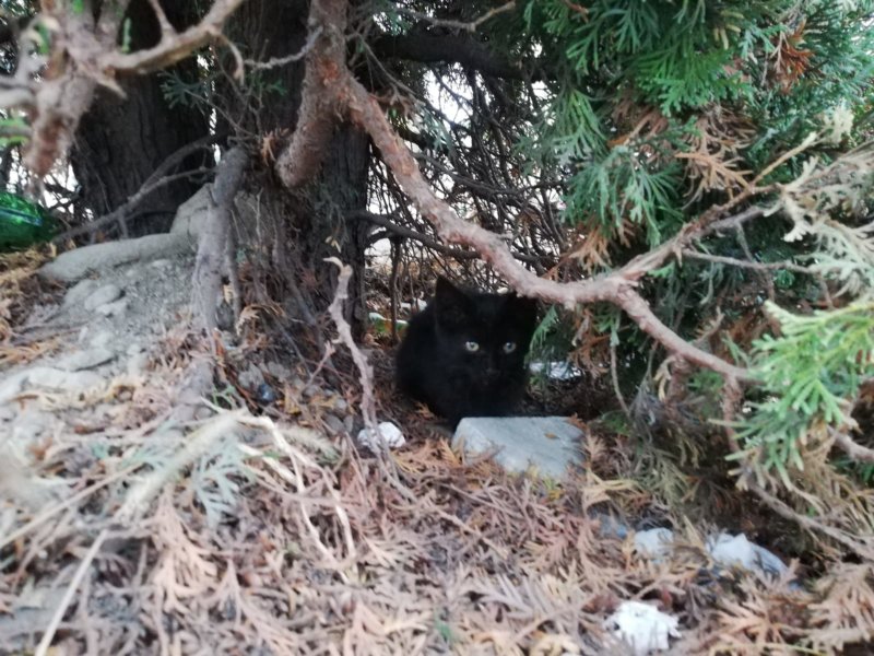 Pisoi abandonat din portbagajul mașinii în centrul orașului!