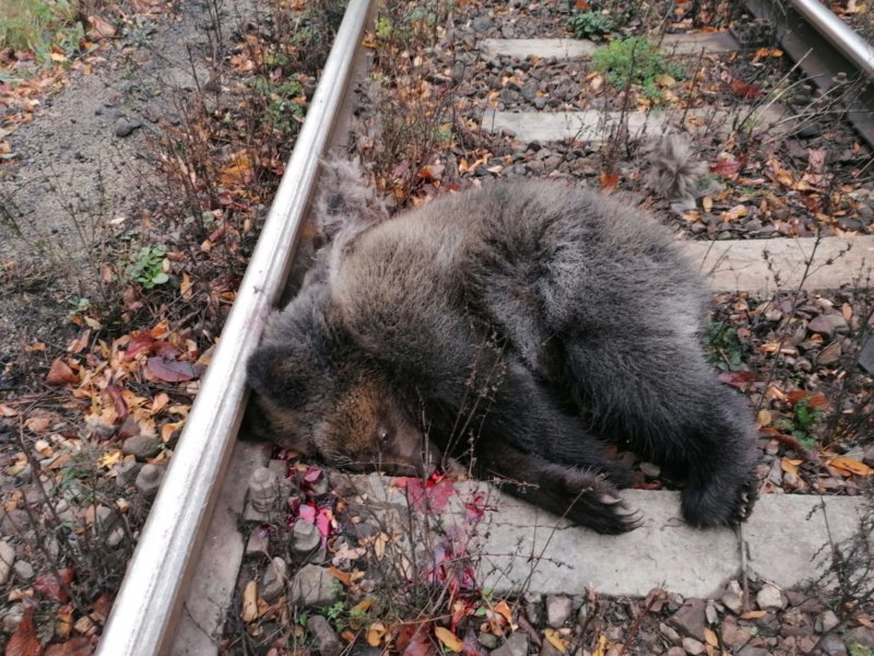 Urşi spulberaţi de tren la Lereşti!