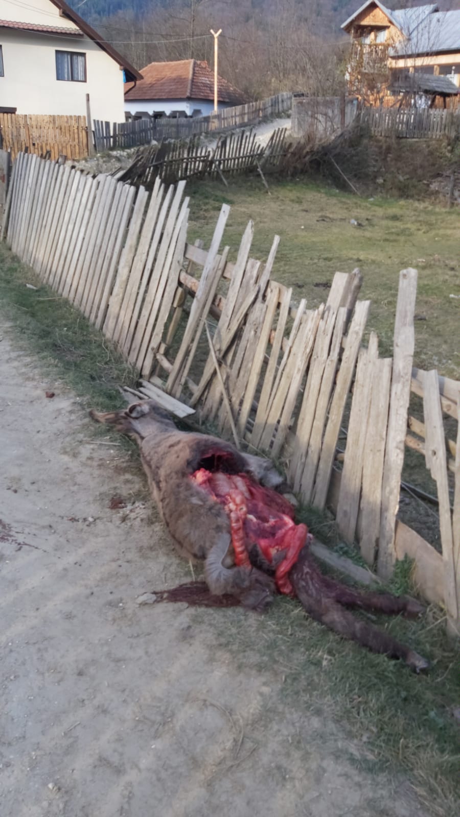 Ursul a atacat din nou! De această dată la Dragoslavele!