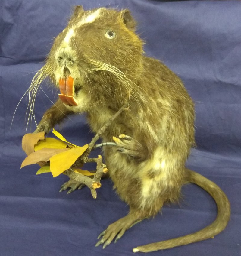 Nutria a fost expusă la muzeu