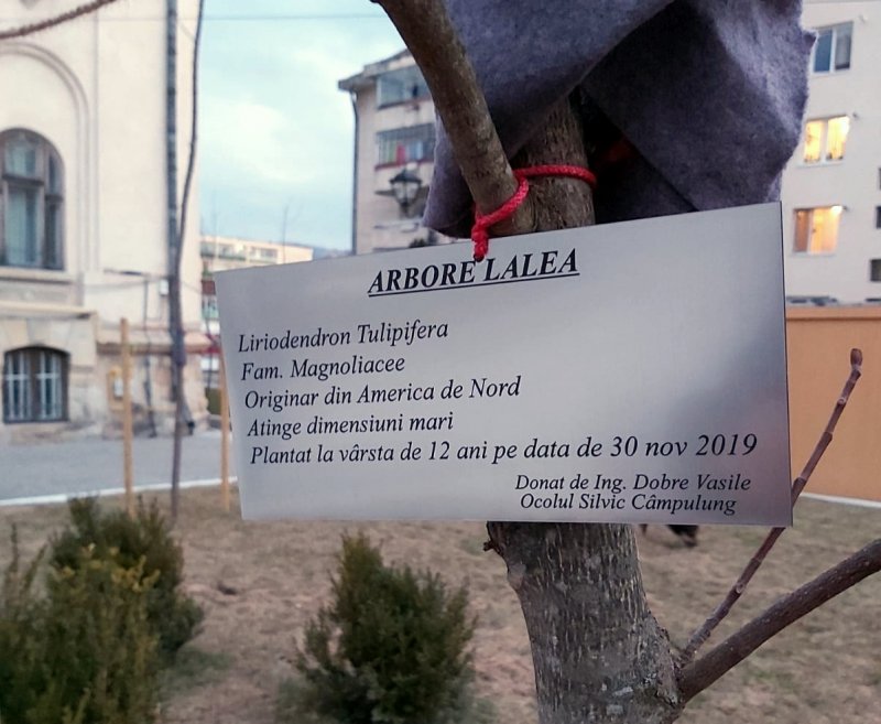 Dacă din betoane au răsărit platanii, un câmpulugean a donat ,,o gură de oxigen”