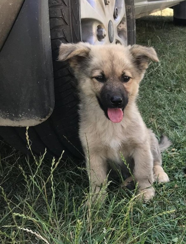 Animalele au nevoie de oameni, mai mult ca oricând!