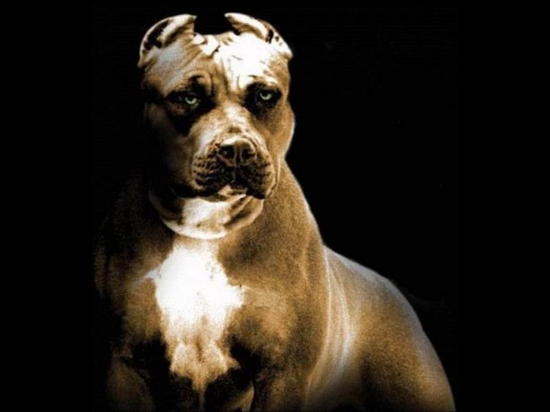 Sancționat aspru pentru că deținea un câine din rasa Pitbull-Amstaff fără a supune legii