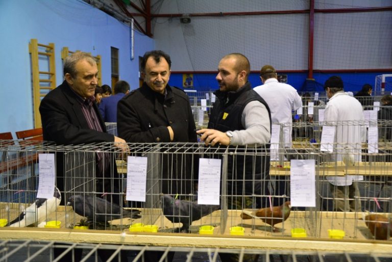 Expoziţie de animale de rasă la Mioveni! Expoziţie de animale de rasă la Mioveni!