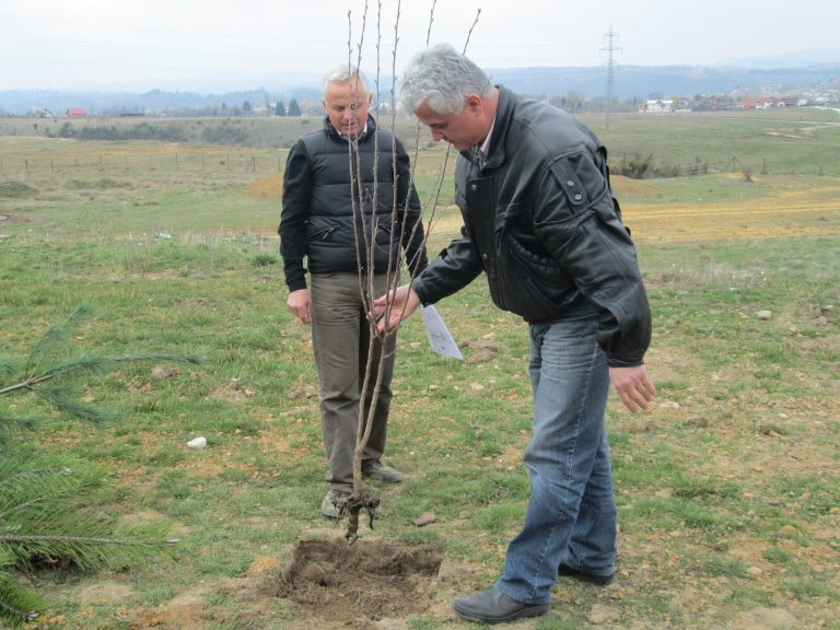 ,,Leii” Câmpulungului au ieşit la plantat de arbori