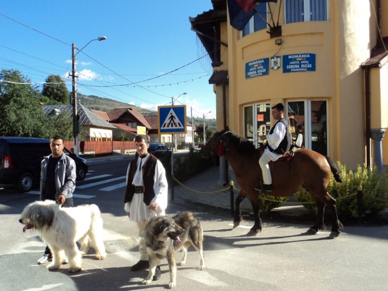 A intrat dihonia printre rucăreni!