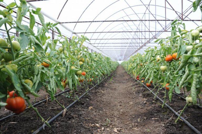 43 milioane euro fonduri europene pentru asigurarea culturilor agricole 43 milioane euro fonduri europene pentru asigurarea culturilor agricole