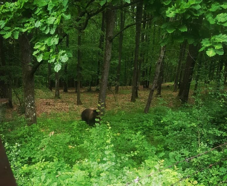 ATENȚIE, URS la Mioveni!