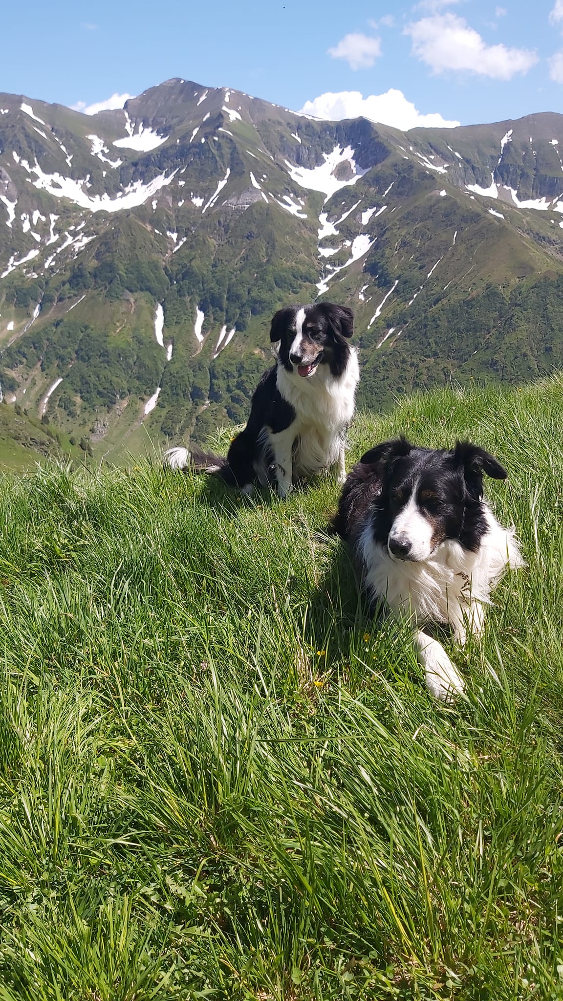 Argeșul pe primul loc. Tabăra națională de pregătire a unităților canine Salvamont a fost găzduită de județul nostru!