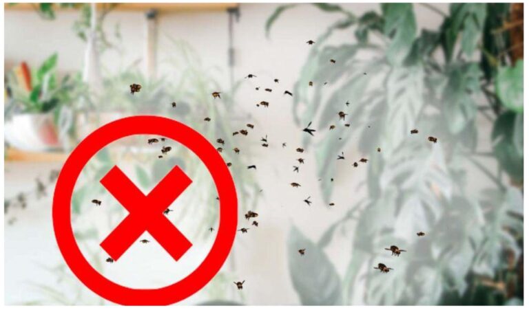 Floarea care crește pe toate gardurile e minune. Te scapă de toate insectele periculoase