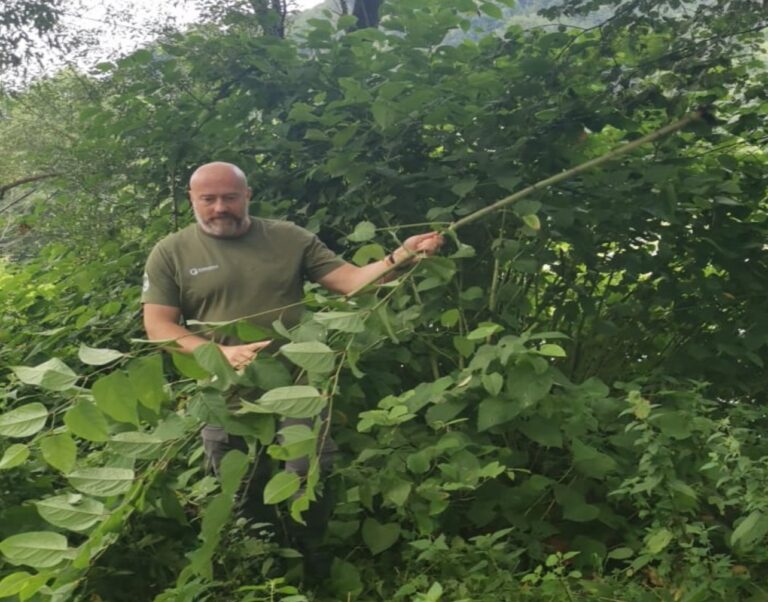 România de la Argeș. O plantă a ajuns coșmarul oamenilor. Crește în asfalt, prin case și nu poate fi ucisă în niciun fel