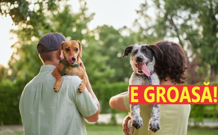 Lumee, lumeee. Oameni de la primăria Câmpulung vă bat la ușă. Vă caută de animale de companie. Refuzul e aspru pedepsit Lumee, lumeee. Oameni de la primăria Câmpulung vă bat la ușă. Vă caută de animale de companie. Refuzul e aspru pedepsit