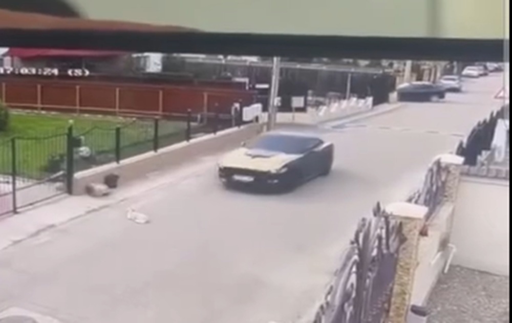 DRAMATIC! A trecut intenționat cu mașina peste un cățeluș! Șoferul este căutat de polițiști!
