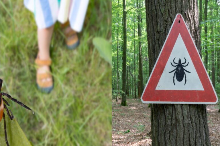 Colcăie, colcăie. Insectele care atacă mortal. În Câmpulung Muscel e un real pericol. Boala s-a instalat